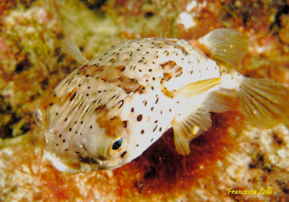 Pesci Capoverdiani